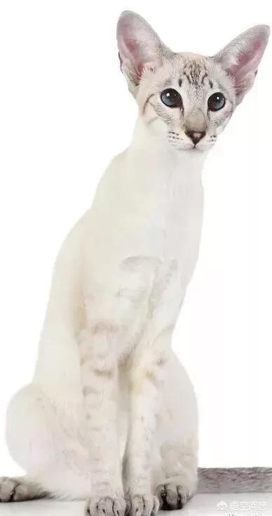 虎斑暹罗猫繁殖配色表:为什么感觉暹罗猫比较少人养？