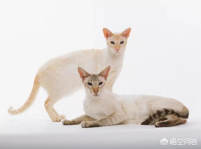 虎斑暹罗猫繁殖配色表:为什么感觉暹罗猫比较少人养？