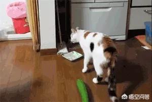 猫怕黄瓜图片gif:为什么有些猫咪害怕香蕉？