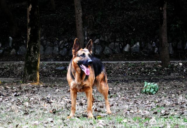 长春民间德牧狗狗:德国牧羊犬，“纯种犬”和“串串犬”如何区分？