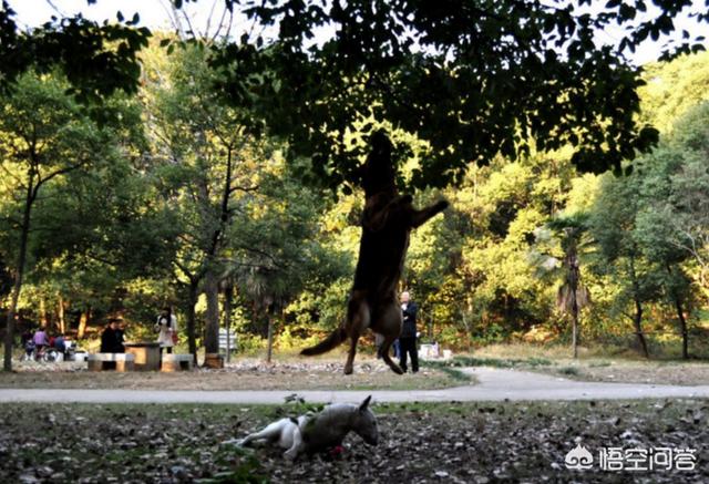 长春民间德牧狗狗:德国牧羊犬，“纯种犬”和“串串犬”如何区分？