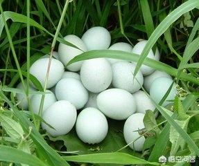 绿皮鸡蛋是什么品种鸡，目前土鸡蛋的哪种鸡种最好