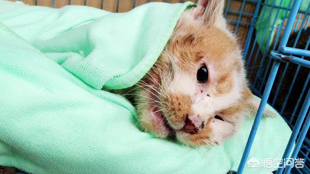 猫猫安乐死的方法:有哪些预防家里猫猫狗狗被人药死的方法？