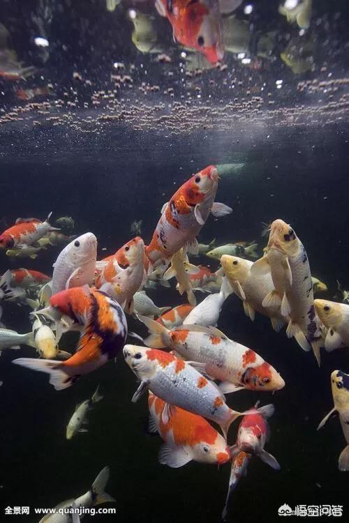 银锦鲤鱼吃什么食物:家养的锦鲤吃什么魚食好？
