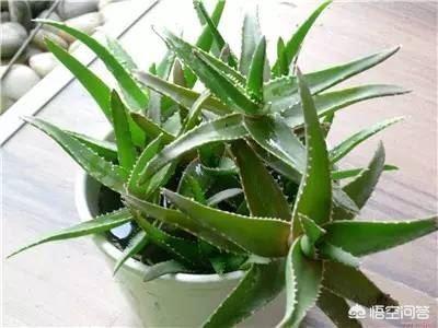 燕子掌能净化空气:燕子掌对室内的危害 家中种植哪些植物可以净化空气？