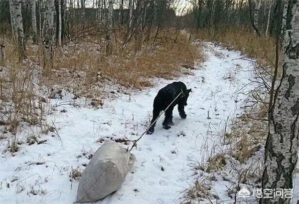 一只狗能傻到什么地步，雪纳瑞犬可以聪明到什么程度？