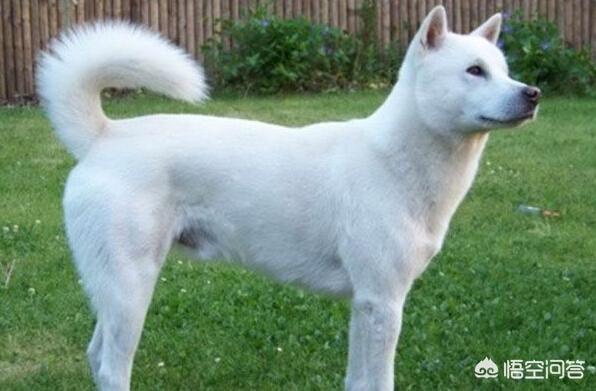 柴犬世界上最丑的狗:柴犬掉毛后会变丑吗？如果变丑了该怎么办？
