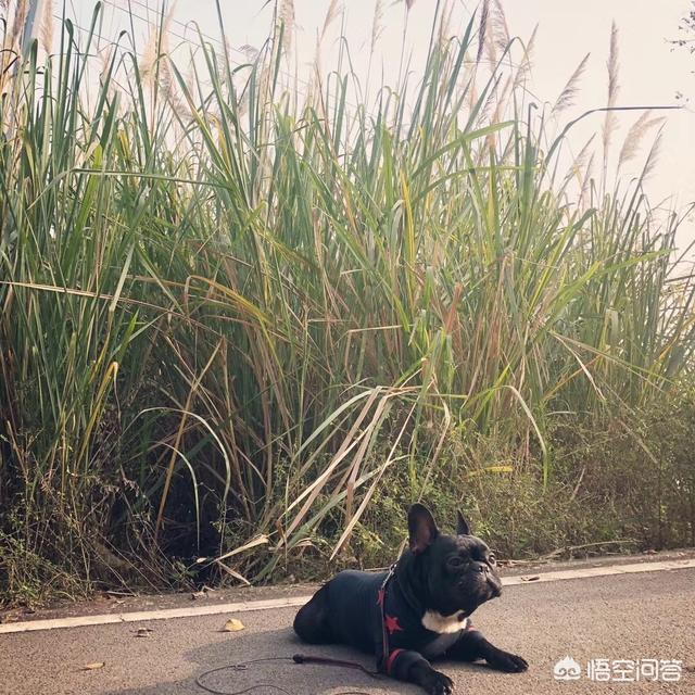 法斗价格:影响法国斗牛犬的价格有哪些？ 法斗价格表2021价目表