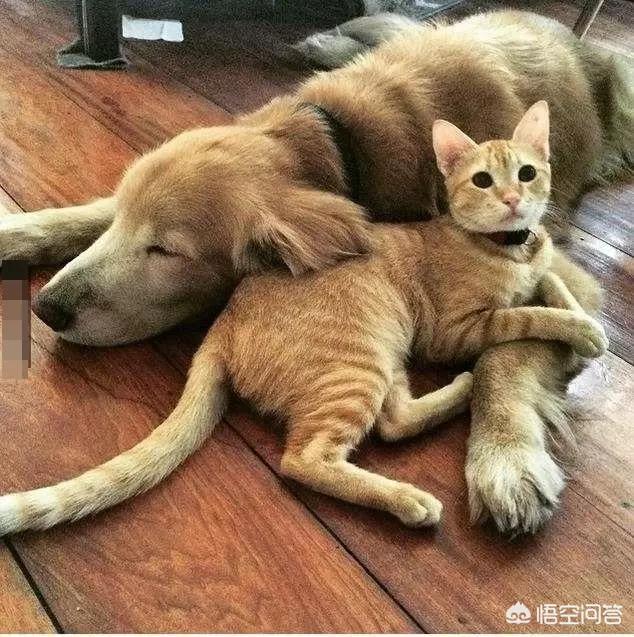 我的狗朋友是猫:农村搬迁之后，遗留下来的猫和狗，最后都怎么样了？