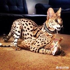 薮猫 口头禅:薮猫，是什么地方的猫咪？