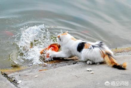 猫吃鱼:猫在陆地鱼在水里，猫为啥喜欢吃鱼？