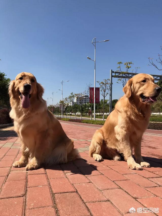 金毛幼犬的狗粮怎么选:刚入手一只金毛。想请教下关于训练，以及狗粮的选择？ 金毛幼犬吃什么牌子的狗粮最好