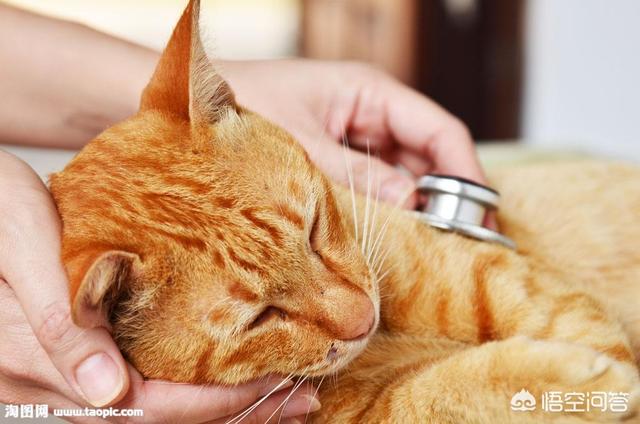 猫瘟已经不吐不拉:家里的猫吐了两天，然后开始不吃不喝不拉，是什么问题？