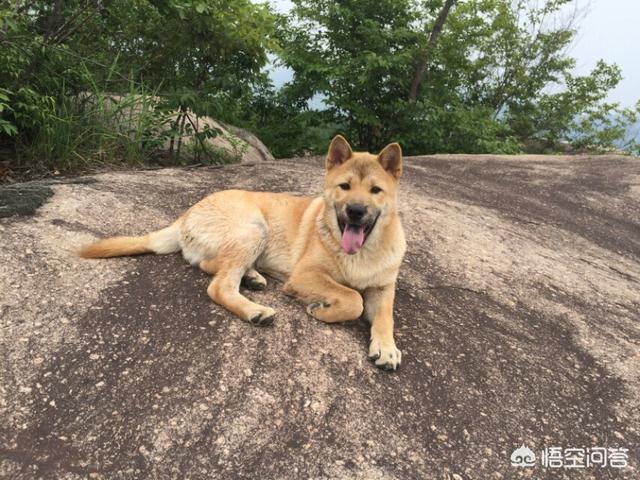 全球最忠心的10大宠物狗有哪些？