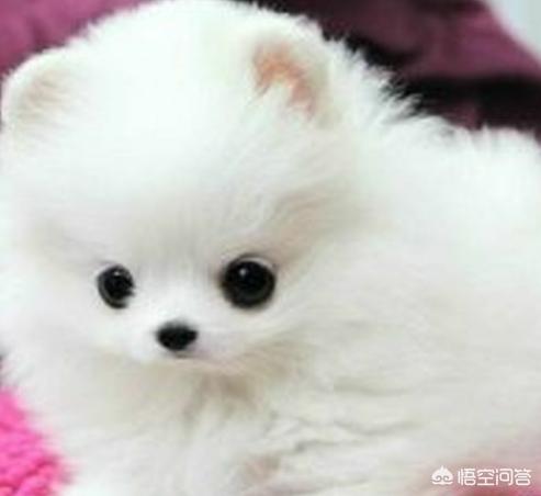 土狗拉稀吃什么药:狗狗拉肚子的时候应该吃什么？ 土狗拉肚子吃什么药