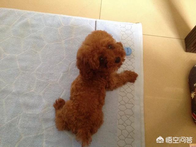 一个月贵宾犬图片欣赏:你还记得你家泰迪犬的成长过程吗？
