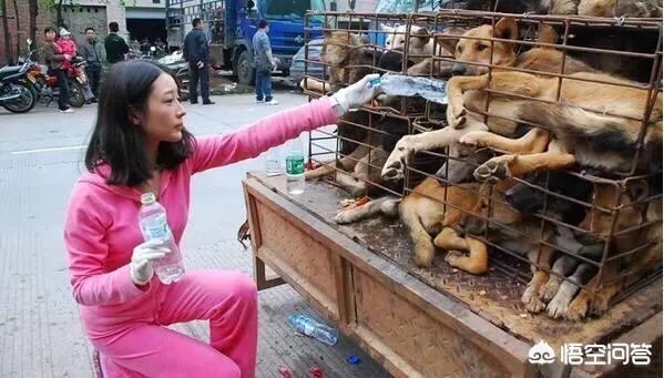 孙俪与流浪狗的故事:如何看待25岁校花脸部被流浪狗咬成重伤？