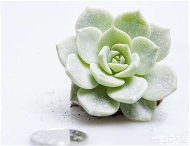 王玉珠帘多肉植物图片:这是什么品种的多肉植物？