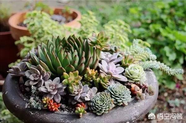 头条问答 浅盆适合什么植物 3个回答