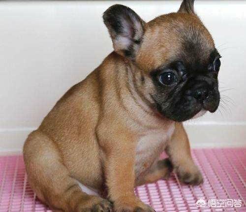 英国斗牛犬俱乐部:法国斗牛犬的基本常识你知道吗？ 英国斗牛犬智商和人比