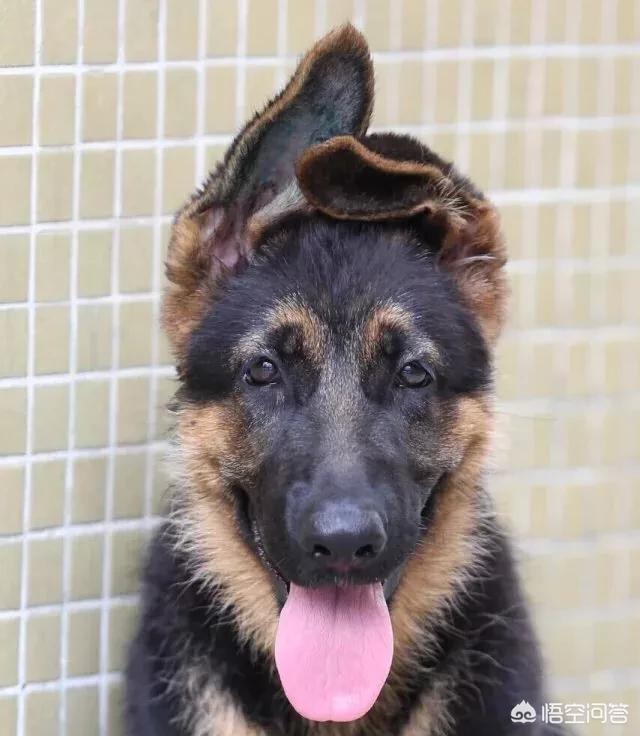 防暴犬凶性视频:家养的德牧快三个月了，为什么老是追着咬裤腿，而且很凶？