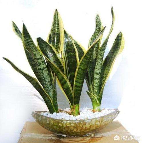 短叶虎尾兰图片大全:养殖虎尾兰需要注意哪几个方面？