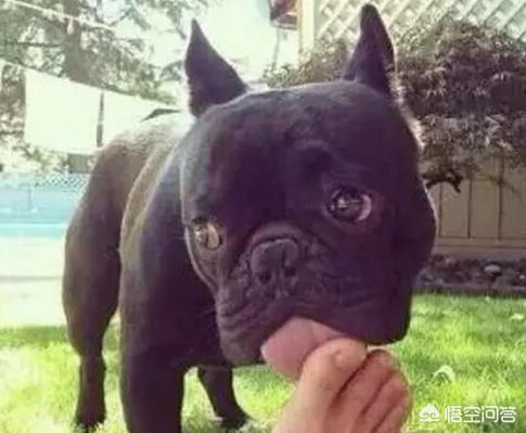 舔脚:狗为什么喜欢舔主人的脚？