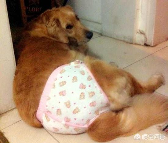 纯种拉布拉多犬种公犬:纯种拉布拉多犬什么颜色好？