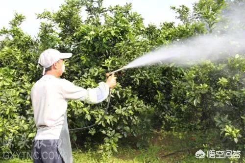 绿宝树 蚜虫:怎么防治果树的蚜虫、红蜘蛛？