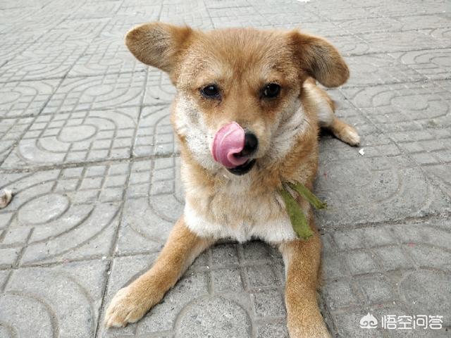 宠物知识:你是会教宠物一些基本知识（譬如握手）还是让他顺其自然成长？ 宠物知识大全整理