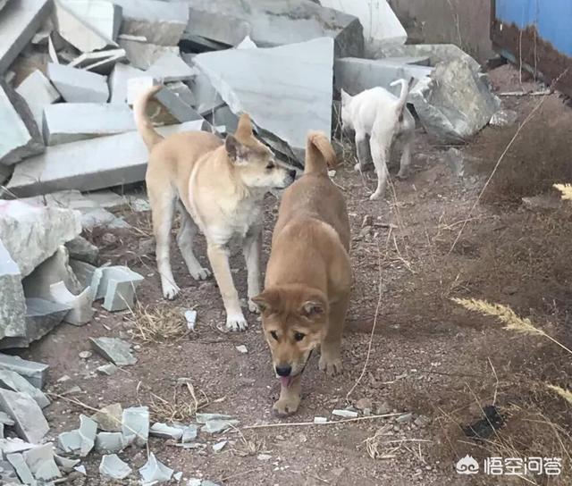 土狗图片:成都把中华田园犬列为22种禁养犬之一，你怎么看？ 土狗图片幼犬
