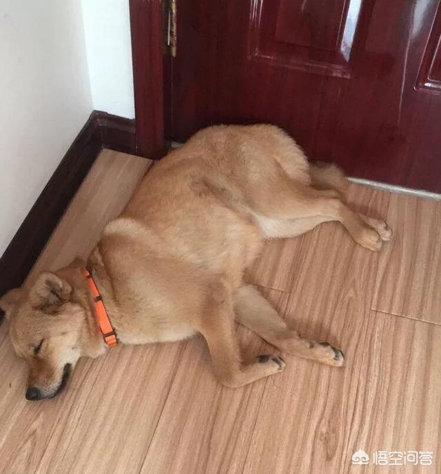 土狗图片:成都把中华田园犬列为22种禁养犬之一，你怎么看？ 土狗图片幼犬