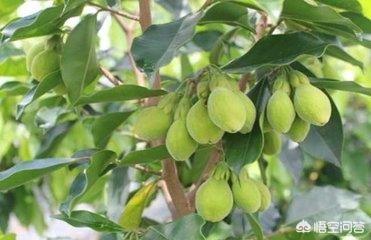 沉香木产地:沉香树的生长环境哪种比较好？