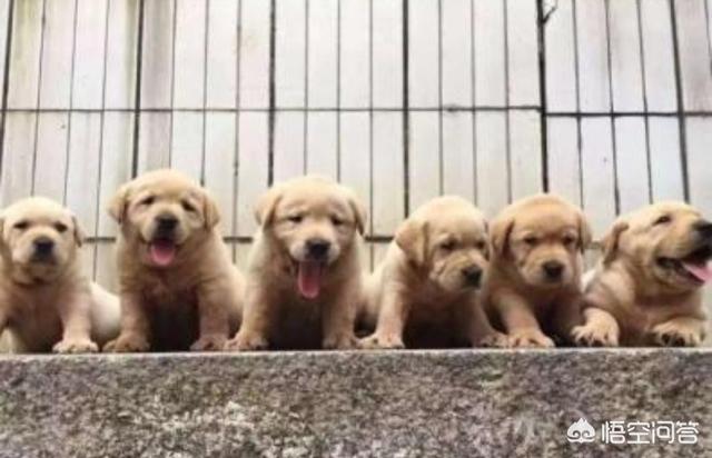 格陵兰犬生仔:格林兰岛旅游攻略有什么？