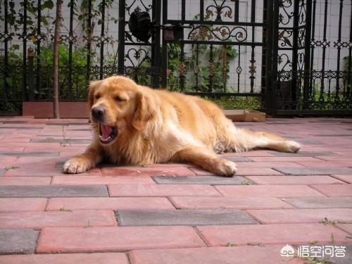 金毛犬有什么缺点？插图33