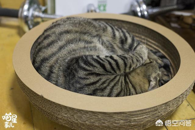 为什么晚上睡觉时猫咪总喜欢靠近自己的头，而且咕噜声还很大？插图52