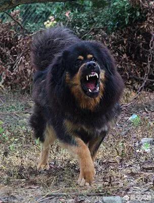 世界最凶悍名犬排名:世界被禁养的十大猛犬，藏獒又能排的上第几呢？