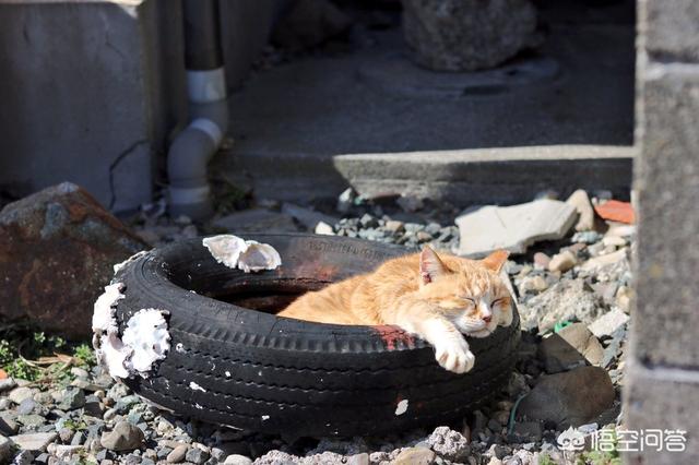 猫爪子隔着衣服抓破皮:猫爪子抓破皮有影响吗 被猫隔着衣服抓了，流一点血要打狂犬疫苗吗？