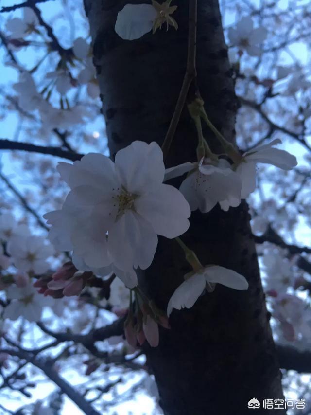 小说写作软件,最常用的小说写作软件有哪些？