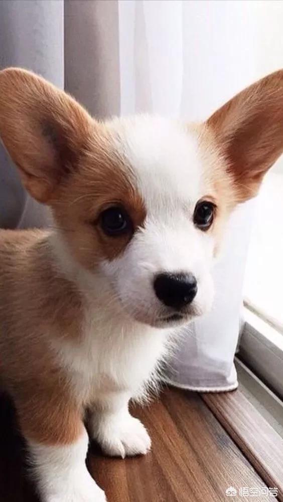 头条问答 - 当狗狗可怜巴巴地望着你时,它究竟在想些什么?(33个回答)