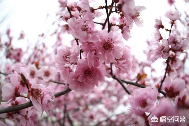 头条问答 三月春风至 桃花朵朵开 如何接下句 笑抒心语的回答 0赞