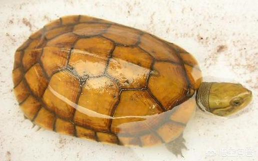 黄喉拟水龟:有人给解释一下黄喉龟的品种划分么？ 黄喉拟水龟