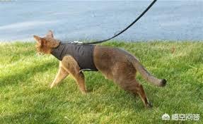 戴更基说不溜猫:有玩猫和老鼠手游的小伙伴吗？可以指导一下怎么玩吗？