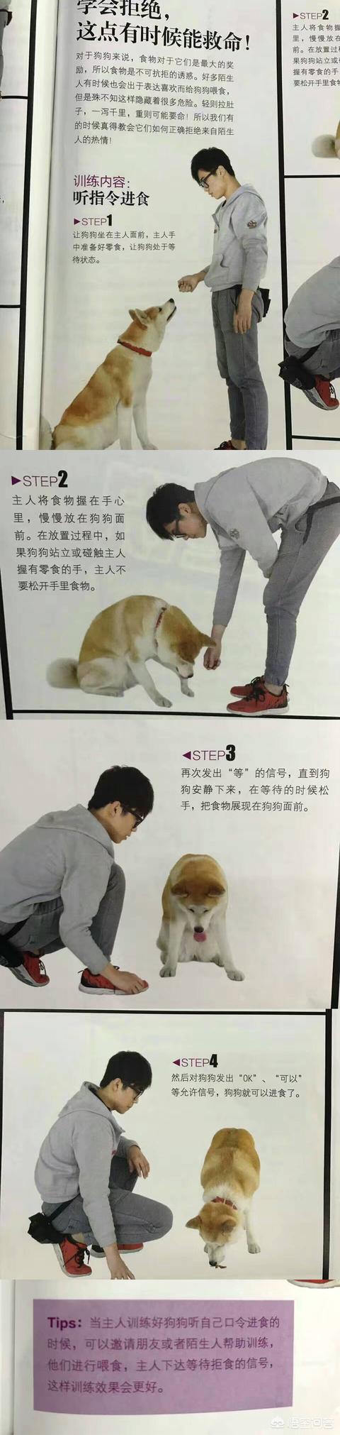 缉毒犬偷吃薯条:如何在遛狗时让狗狗不乱捡东西吃？