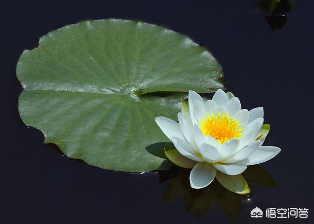 头条问答 睡莲怎样施肥 37个回答