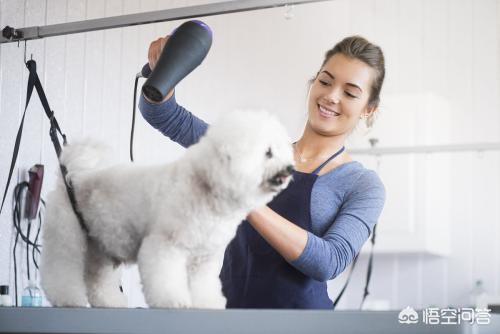 泰迪熊犬皮肤病:如何能够预防狗狗出现皮肤病？