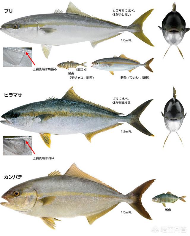 头条问答 鰤鱼是什么鱼 为什么被称为水产界明星 2个回答
