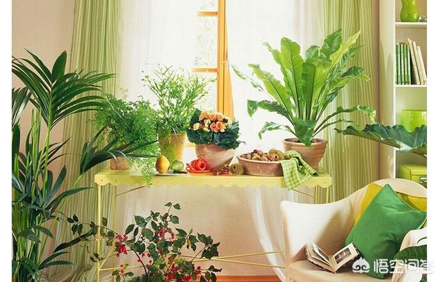 玉白菜客厅里摆放图片,客厅的植物位置怎么摆放才正确？