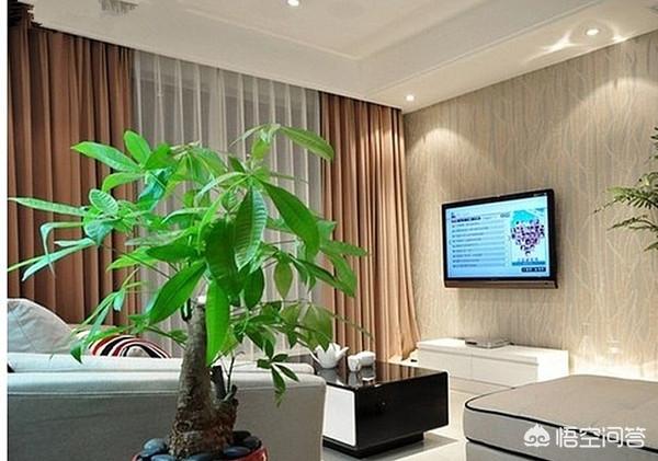 玉白菜客厅里摆放图片,客厅的植物位置怎么摆放才正确？