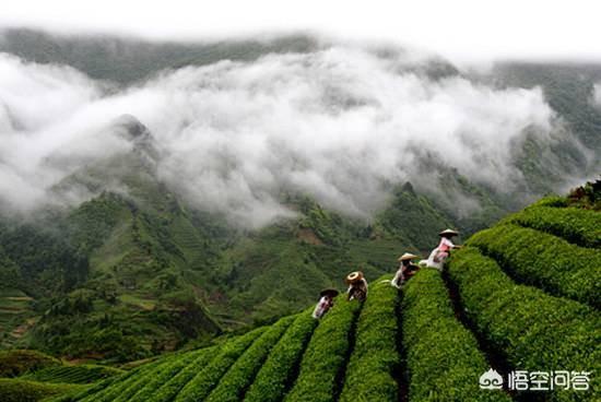 五峰最好的茶是什么茶,湖北五峰地区有哪些出名的茶叶？